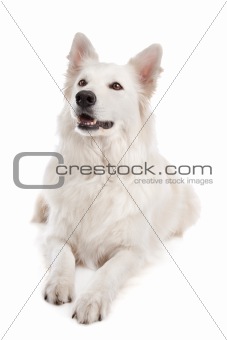 White Shepherd Dog