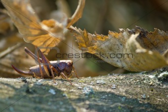 Grasshopper in natural forrest environment