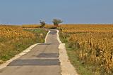 Beautiful countryside road through cornfields