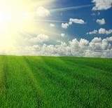 Field of grass,blue sky and sun