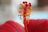 ibiscus hibiscus