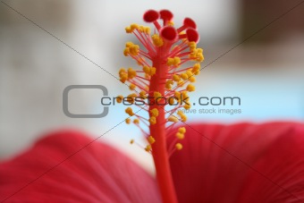 ibiscus hibiscus