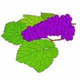 Abstract Grape with leafs (Vector)