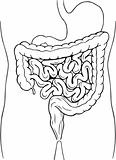 Human internal digestive system