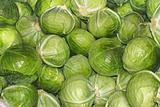 Heap of cabbage heads
