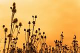 Silhouettes of teasel flowers
