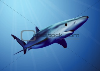 Photorealistic vector shark