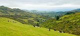 New Zealand country side