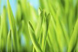 Barley Seedlings
