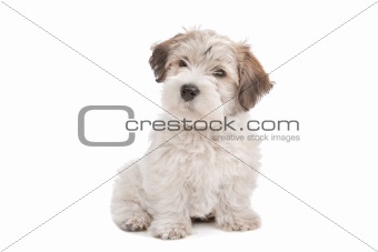 mix Maltese Puppy dog