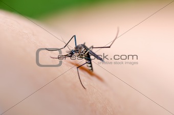 mosquito in nature