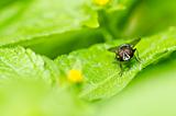fly in green nature