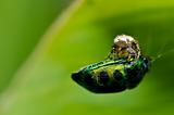 spider eat jewel beetle