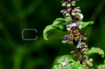 bee in green nature