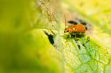 orange beetle in green nature