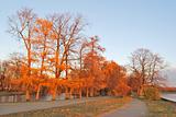 Beautiful autumnal trees at sunset