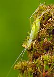 Insect a green cricket