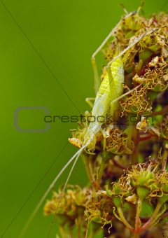 Insect a green cricket