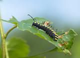 Striped black-yellow caterpillar