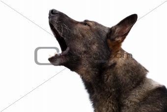 german sheepdog portrait