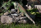 Green Iguana