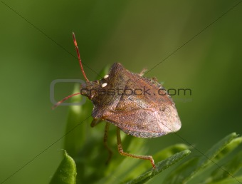 Bug on a green background