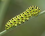 The big green caterpillar