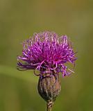 Violet flower of a burdock