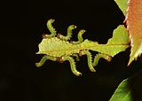caterpillars eating leaf 