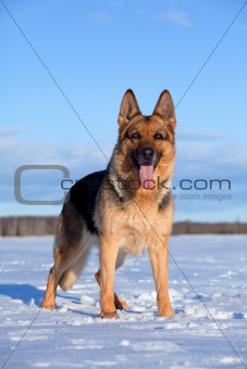 German Sheepdog standing on the snow