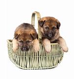 two sheepdog`s puppys isolated over white background