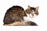 Laying cat isolated over white background