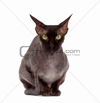 black bald cat Sphinx
