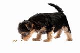 Yorkshire Terrier puppy