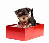 Yorkshire Terrier puppy in red gift box