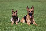 Two German Shepherds laying on the green grass
