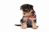 Yorkshire Terrier puppy with red collar