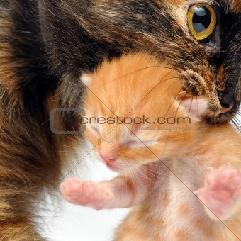 mother cat carrying newborn kitten
