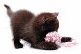 kitten playing with a wool ball