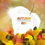 Vector autumn background with a card