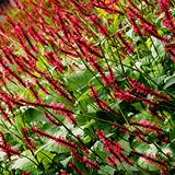 Tall red flowers in green shrubbery