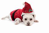 Small white dog in santa suit