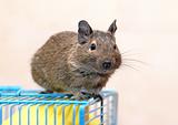 Degu sits on a cage