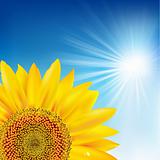 Blue Sky And Sunflower
