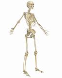 Human Skeleton Anatomy Angled Front View