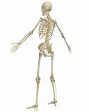 Human Skeleton Anatomy Angled Rear View