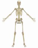 Human Skeleton Anatomy Front View