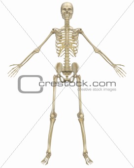 Human Skeleton Anatomy Front View