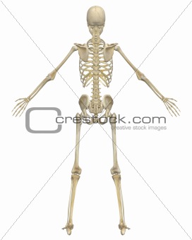 Human Skeleton Anatomy Rear View