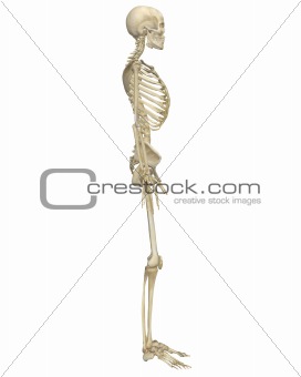 Human Skeleton Anatomy Side View